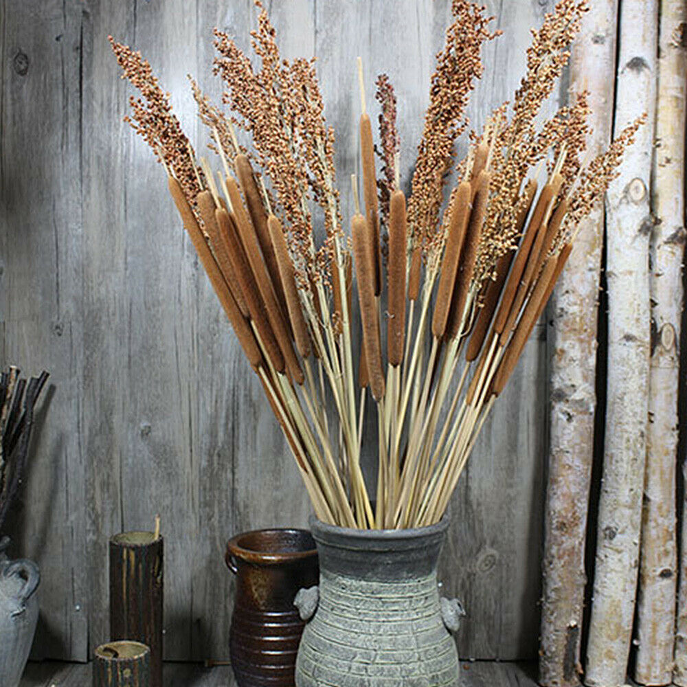 5Pcs Dried Flower Cattails Spike Po Stick Home Wedding Arrangement Floral Decor