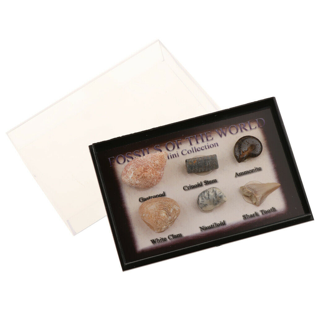 Prettyia   6Pcs   Marine   Animal   Fossils   School   Biology   Teaching   Aids
