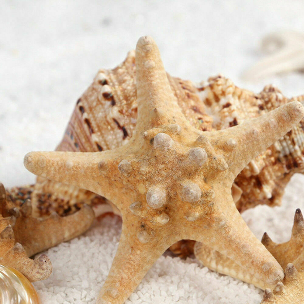 2pcs Natural Starfish Sea Star Shell DIY Aquarium Landscape Making Craft Decors