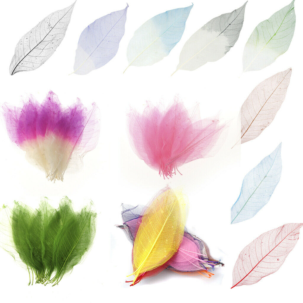 100Pieces Natural Magnolia Skeleton Leaf Leaves