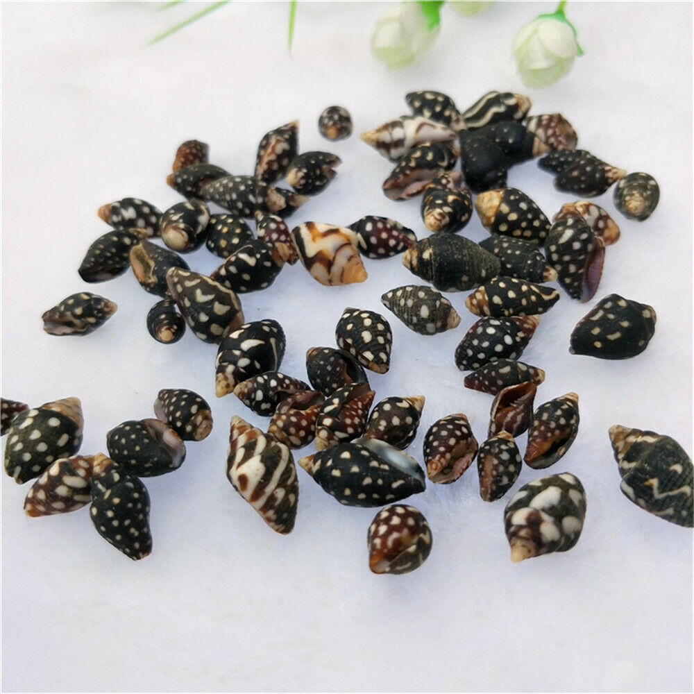 Lot of (x100) Natural Tiny Shells 1-2 cm Furrowed Planaxis Shell Craft Decor
