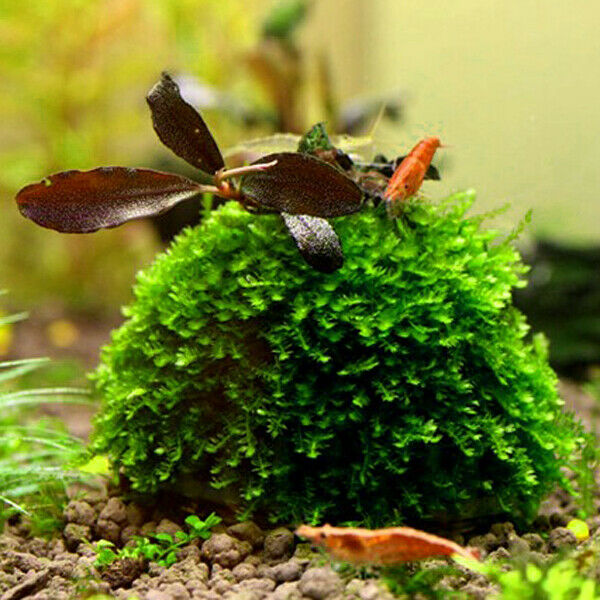 4pcs Dia. 5cm Aquarium Fish Tank Media Live Plant Moss Ball Filter Filtration