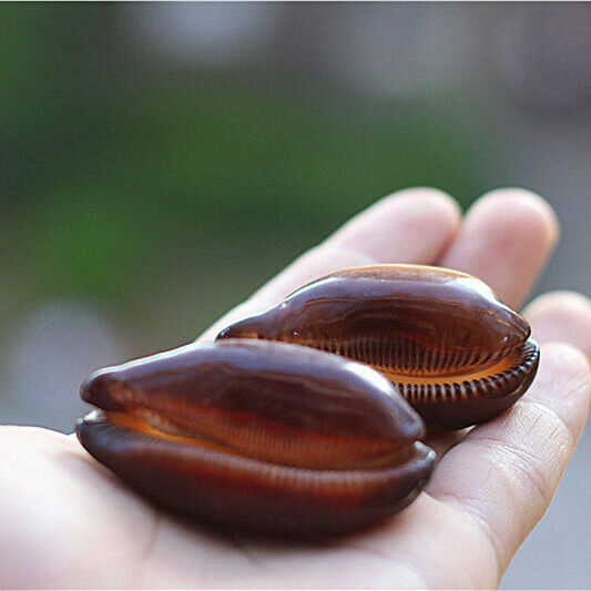 2Pcs Natural Mole Cowrie Conch Seashells Nautical Ornament Decor 5-6cm HH6984