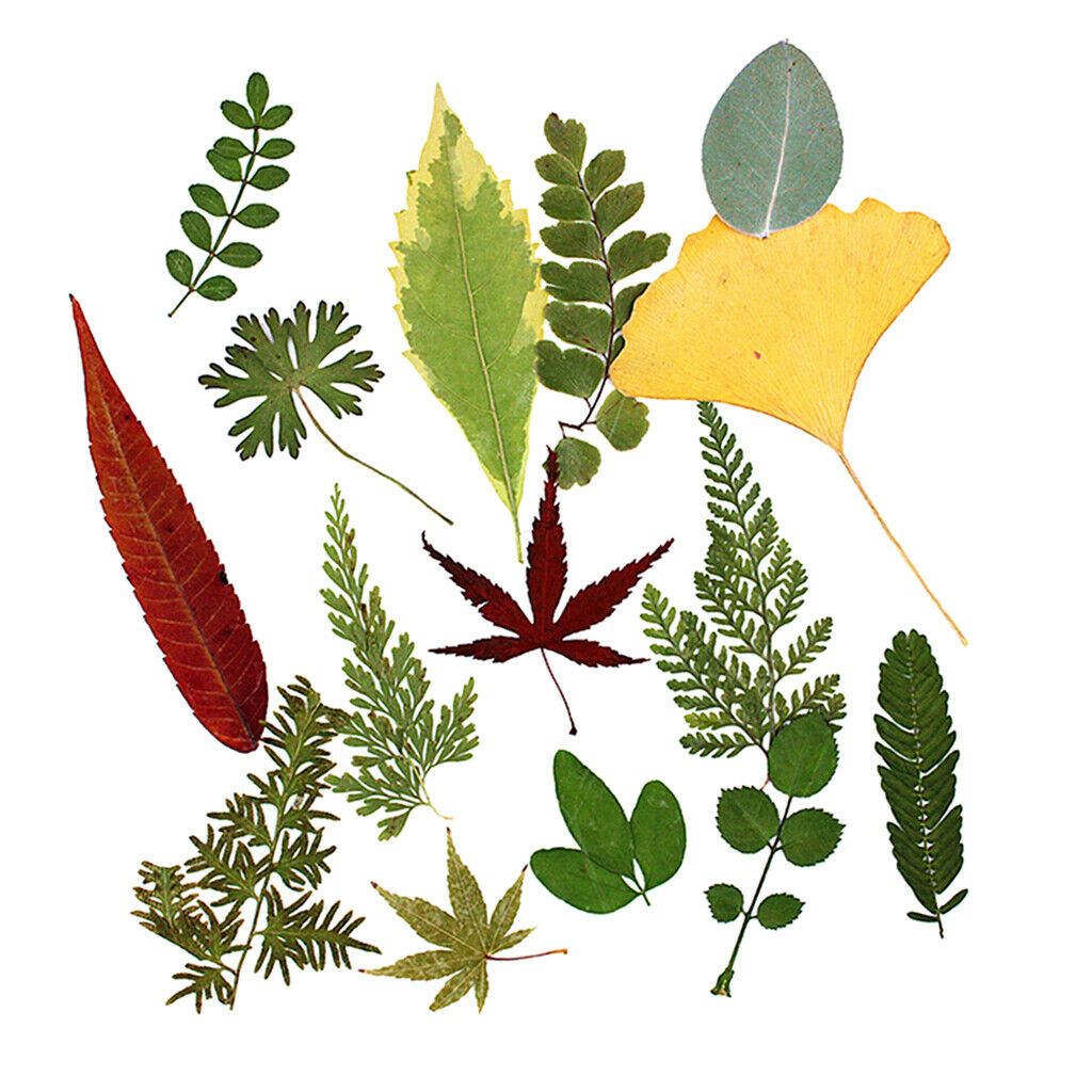 15Pc Natural Press Ferns Leaves Pressed Real Dried Flowers Dry Leaves for DIY