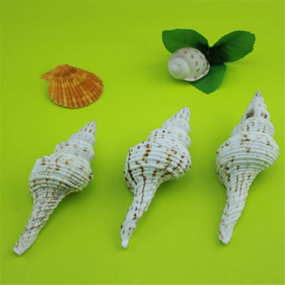 1 pc Natural Long Spiral Conch Salisbury's Spindle Seashells Shells Crafts Decor