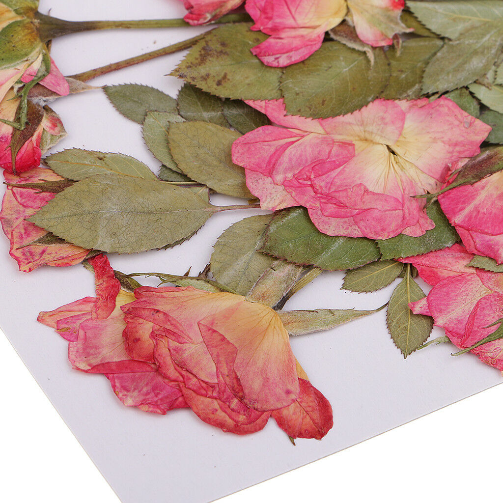 10pcs Real Pressed Flowers Dried Rose w/ Leaves for Scrapbooking Arts Crafts