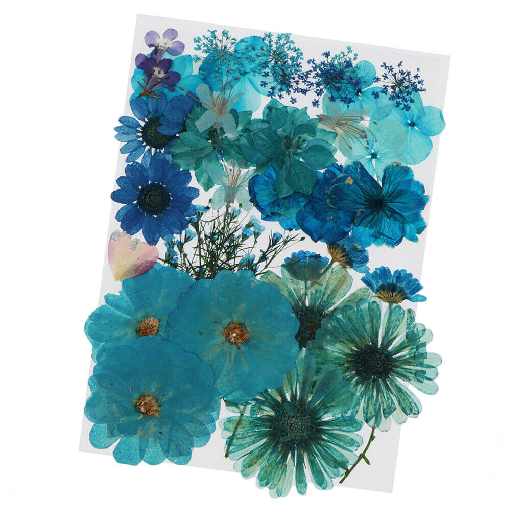 Dried Flower Larkspur Pressed Dried Flowers DIY Greeting Crafts Decoration