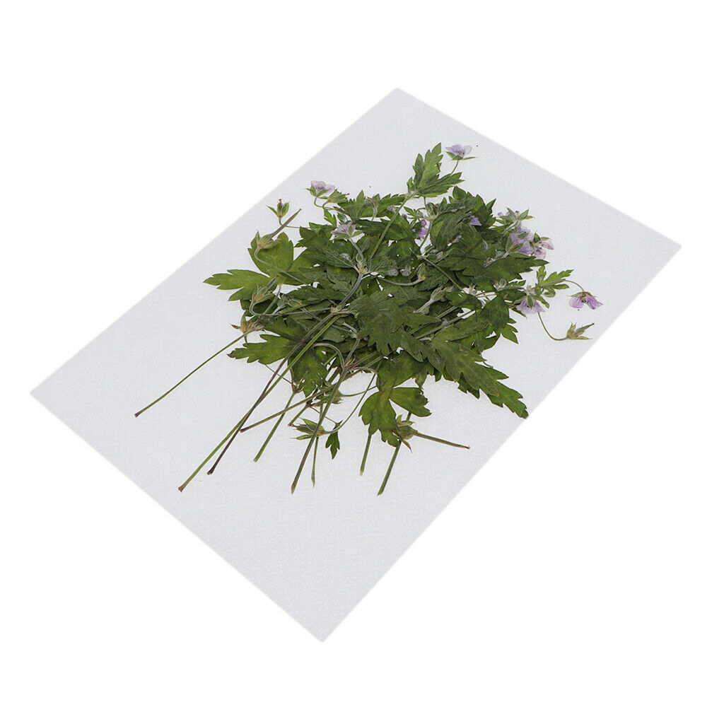 12Pcs/bag Real Agrimony Leaf Pressed Leaves Natural Dried Flowers for