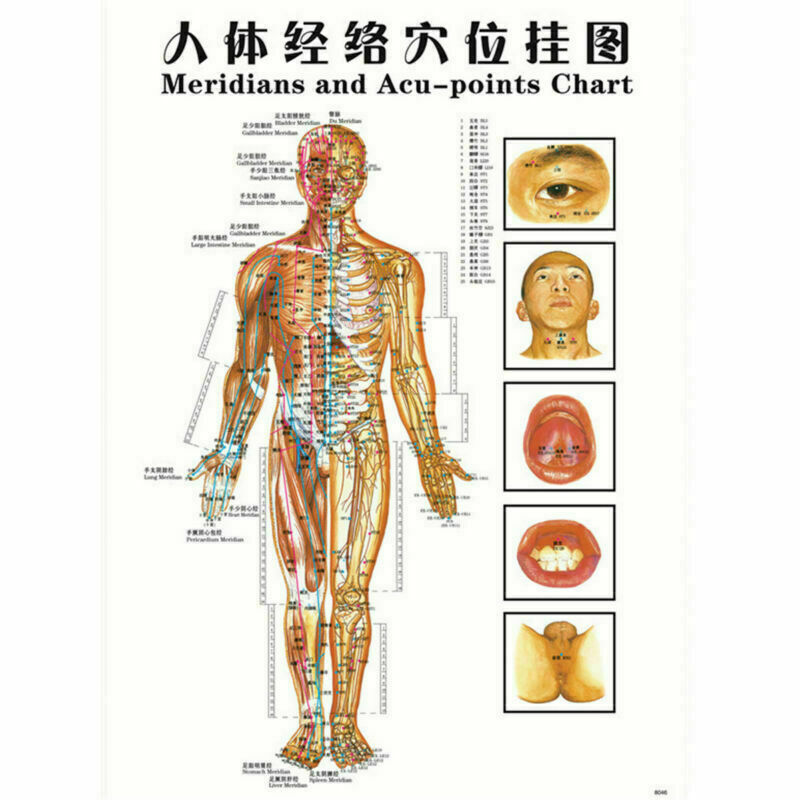 7pcs English Acupuncture Meridian Acupressure Points Posters Chart Wall Map
