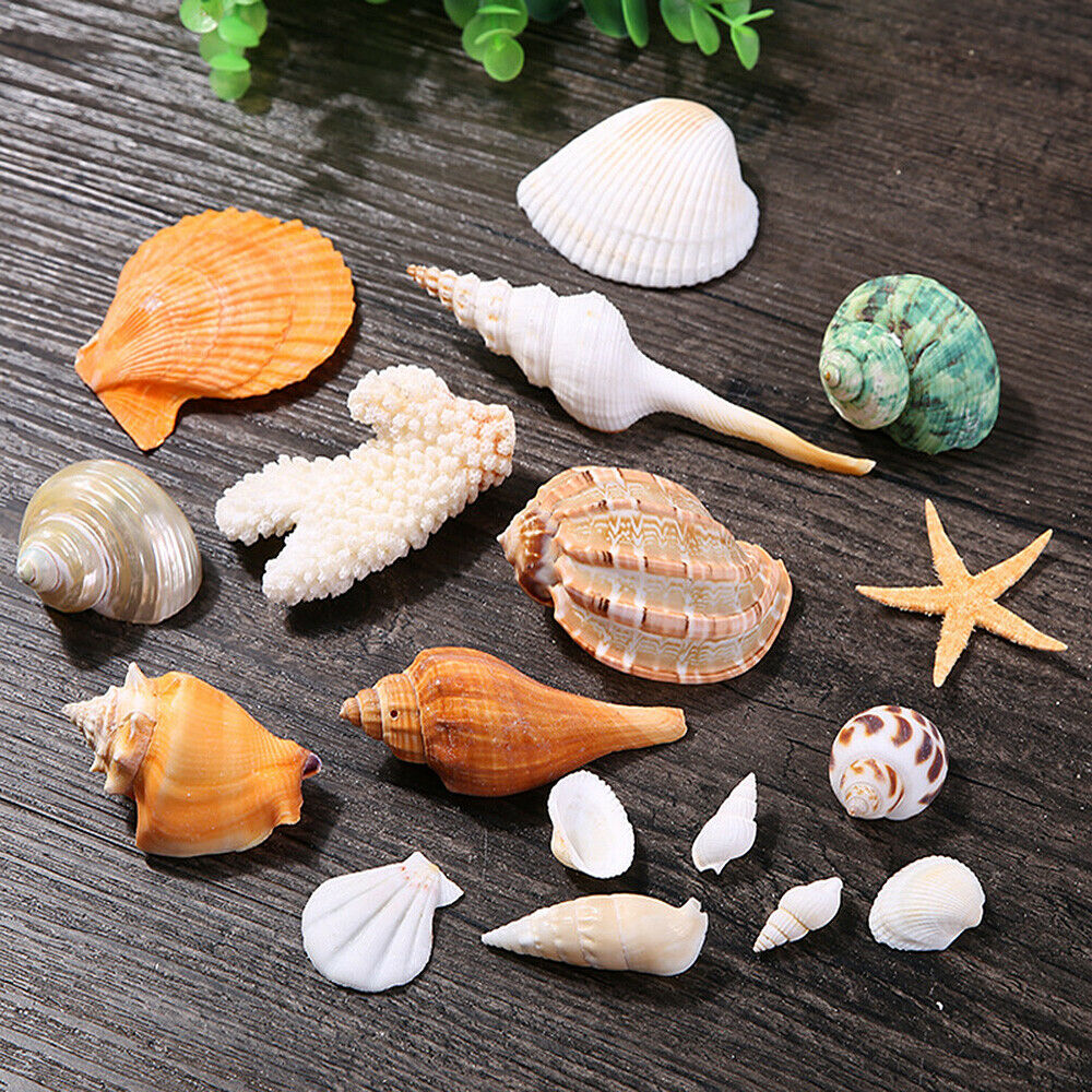 Mixed Sea Shells Natural Conch Fish Aquarium Ornament DIY Home Landscape Decor