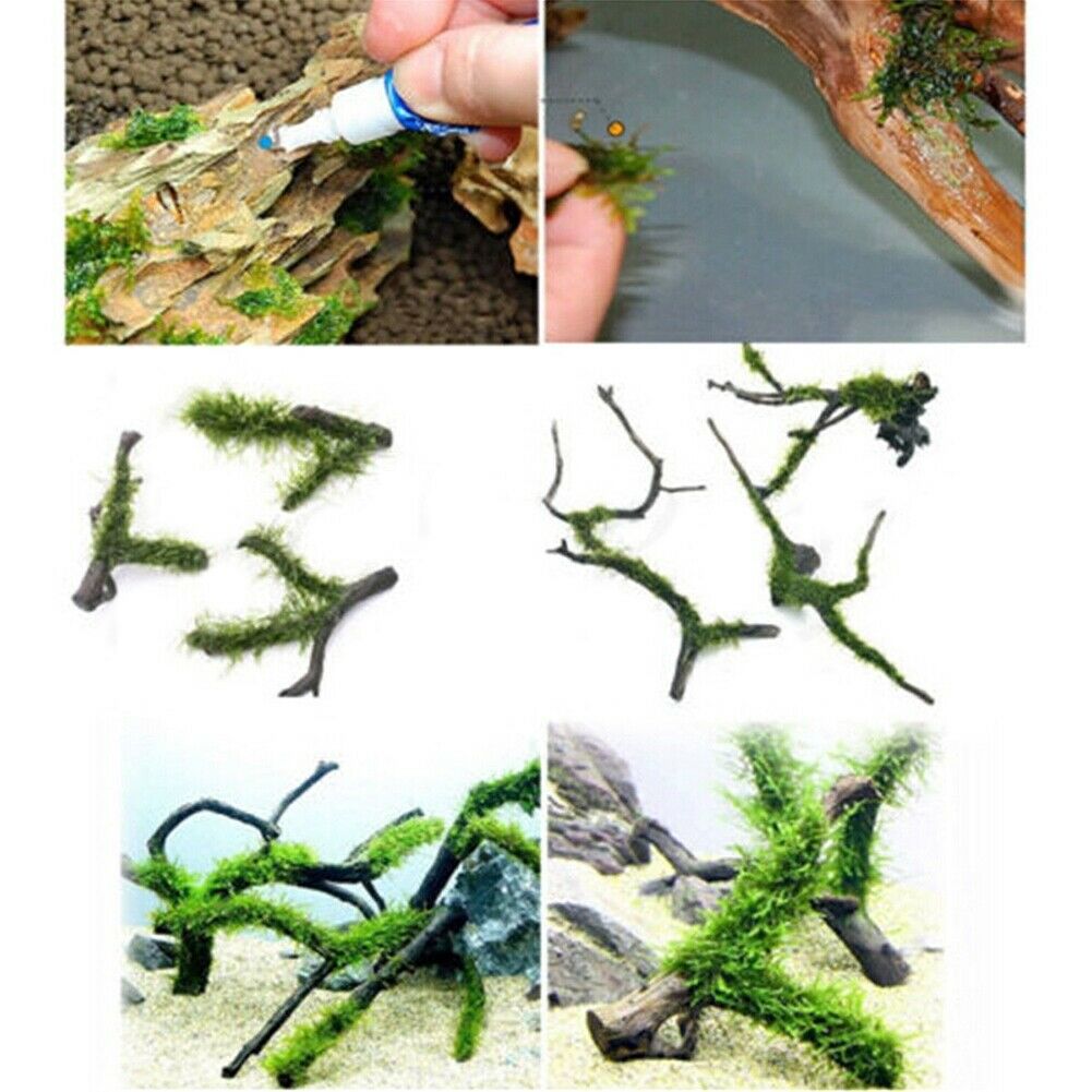 5Pcs Coral Frags and Water Plants Moss Fixed to Rock Aquarium Instant Glue New