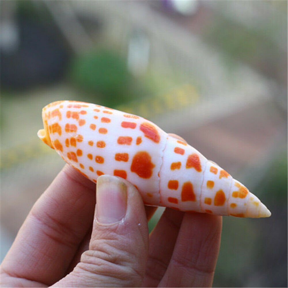 1 Piece Natural Seashell Spotted Spiral Shell Episcopal Mitre Nautical Decor