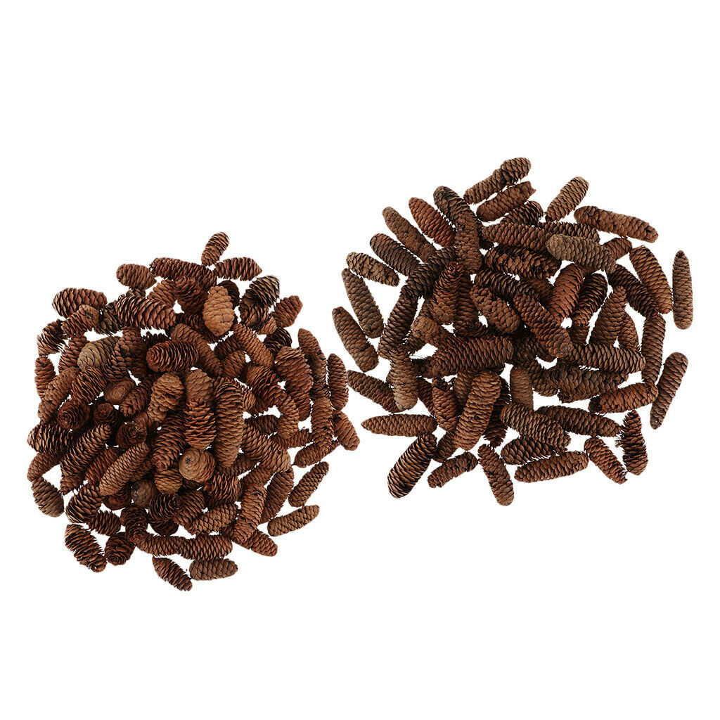 1KG Pine Cone Pineal Nuts Party Decoration Adornment Vase Bowl Fillers 1-6cm