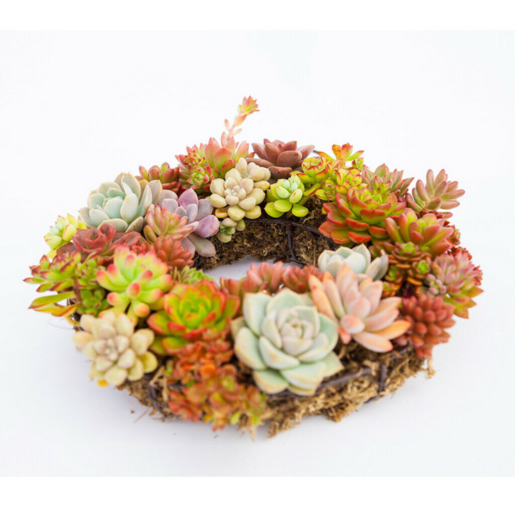 21cm Iron  Frame Wire Wreath Metal Planter Wall Art Craft DIY Decoration