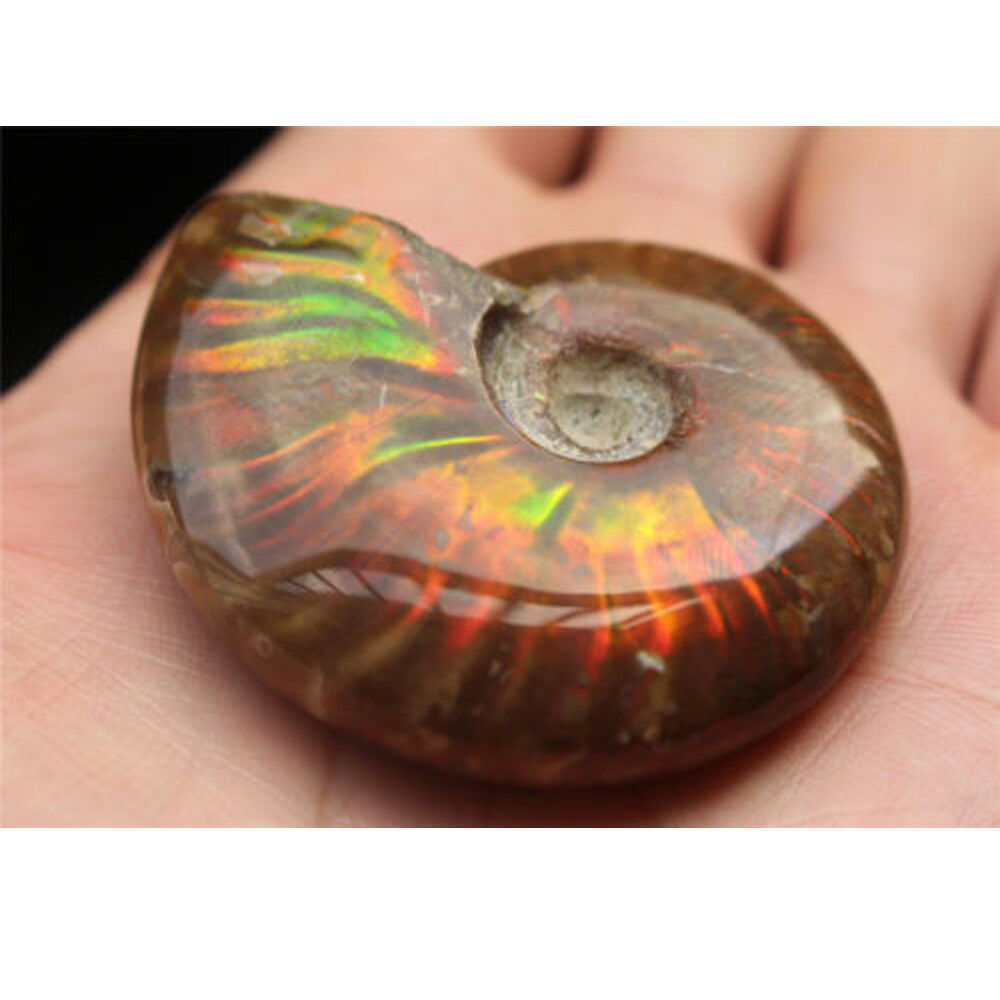 100% Natural Iridescent Ammonite Ammolite Facet Specimen Madagascar Stone Gifts