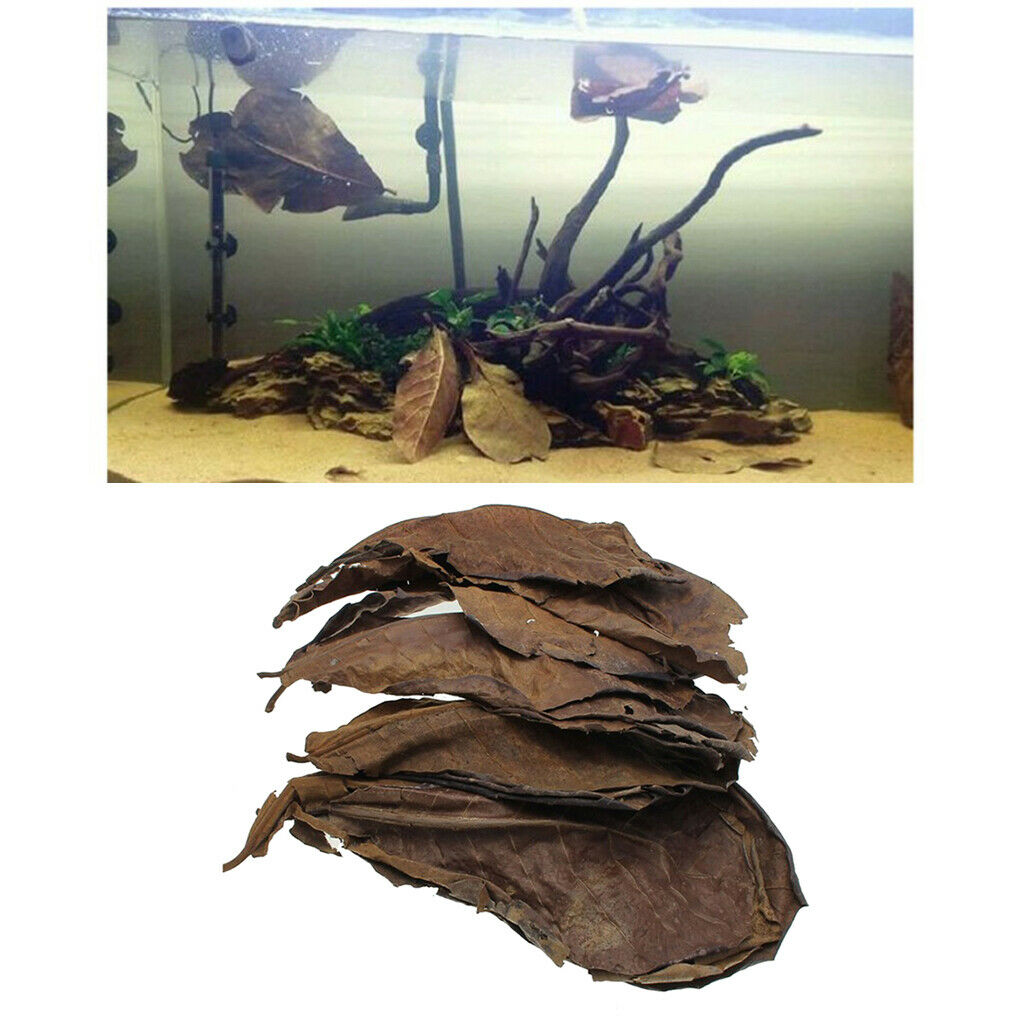 Pack of 10 Terminalia Catappa Leaves Aquarium Shrimp   Hermit  Dry Leaf
