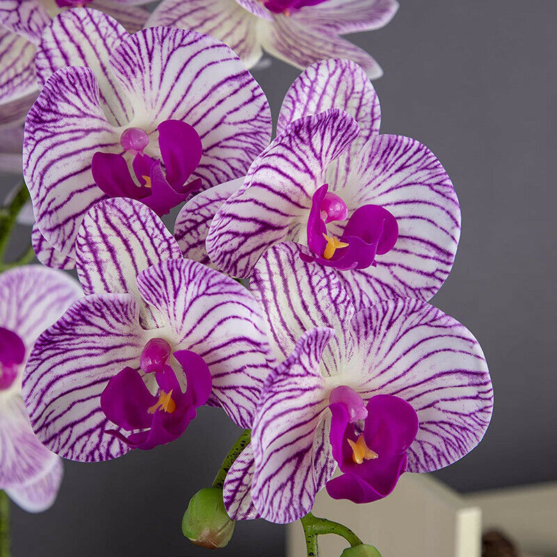 2Pcs Real Press Orchid Stems Flowers Artificial Phalaenopsis Branches 9 LargW3N3