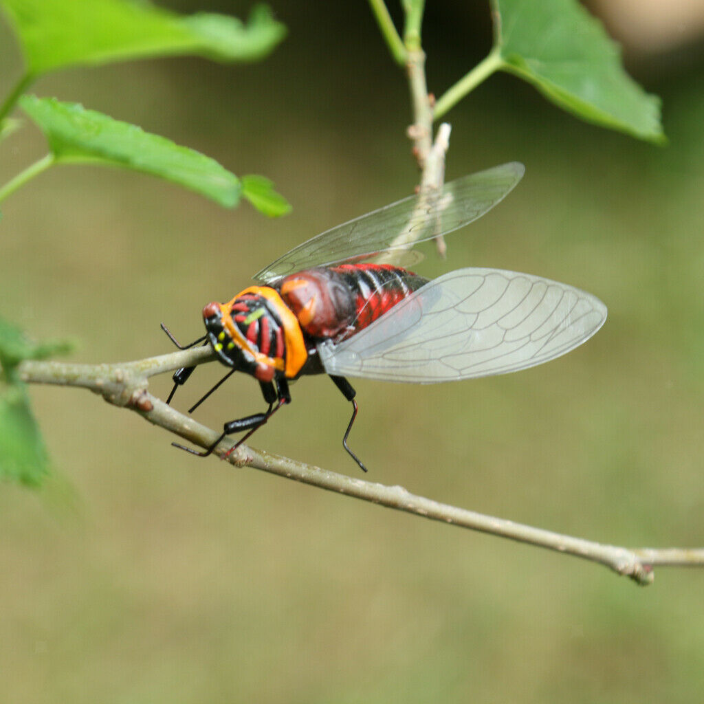 Realistic Insects Bugs Cicada for Halloween Party Favors Decoration