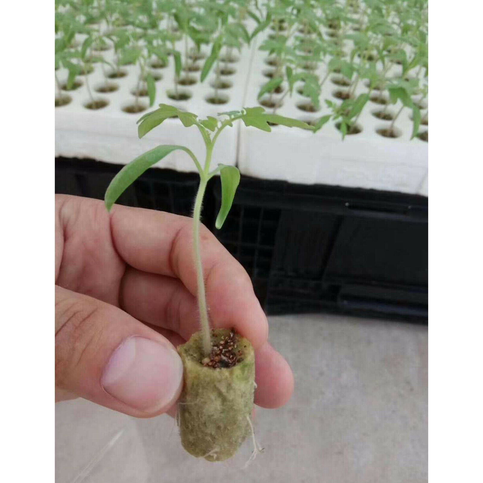 50x Plant Starter Plugs Cubes Rockwool Hydroponic Grow Media Nursery Block
