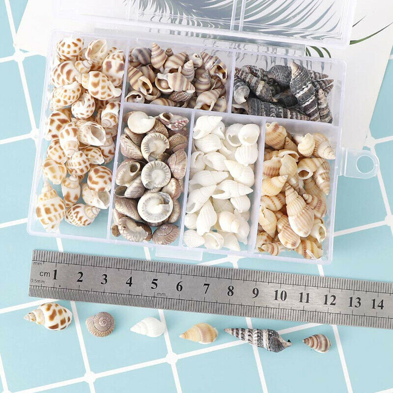 About 100Pcs/Box Natural Conch Shells Mini Conch Corn Screw Wall Decoration DSJ