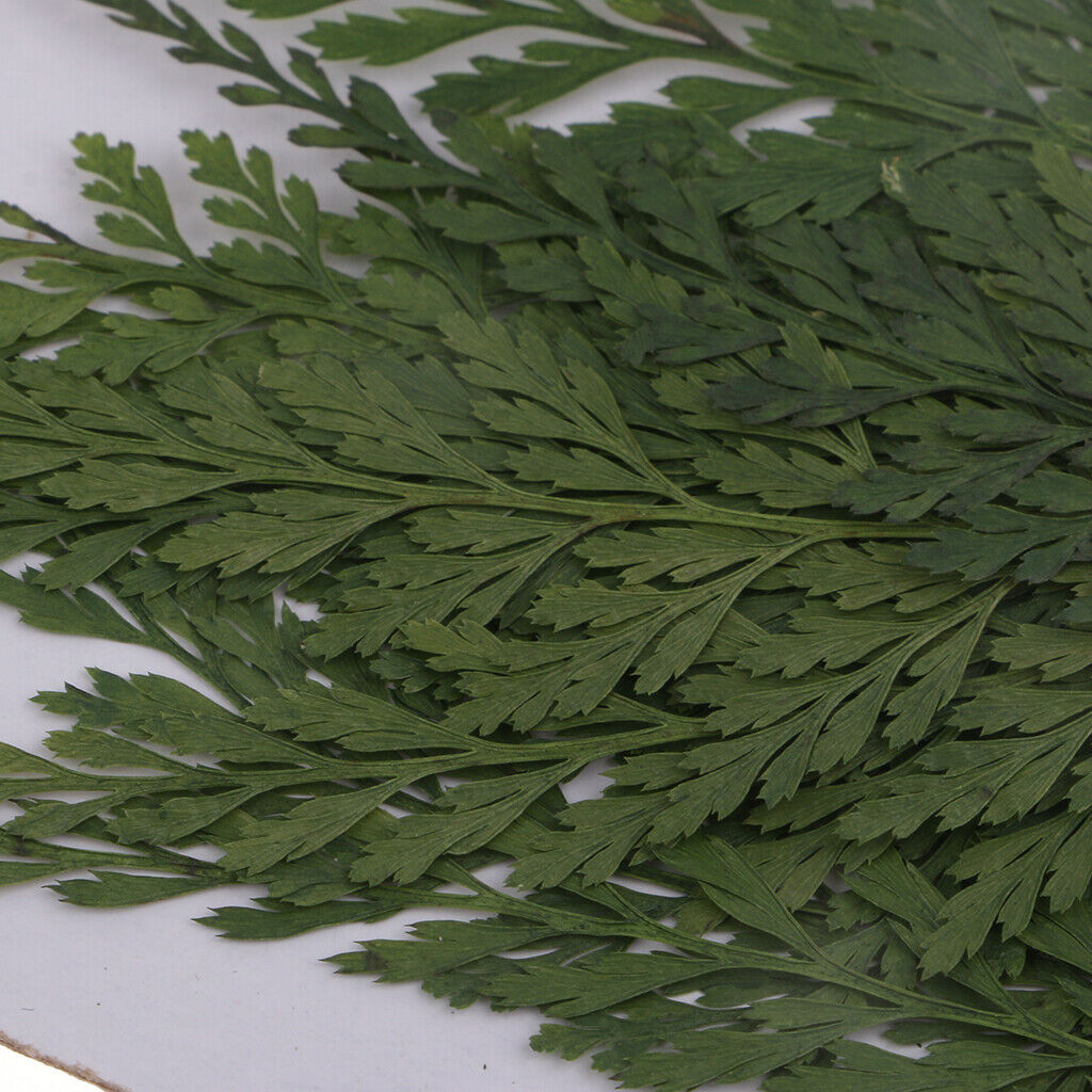 12x   7 - 8cm   Fern   Leaves   Pressed   Dried   Flowers   for   DIY