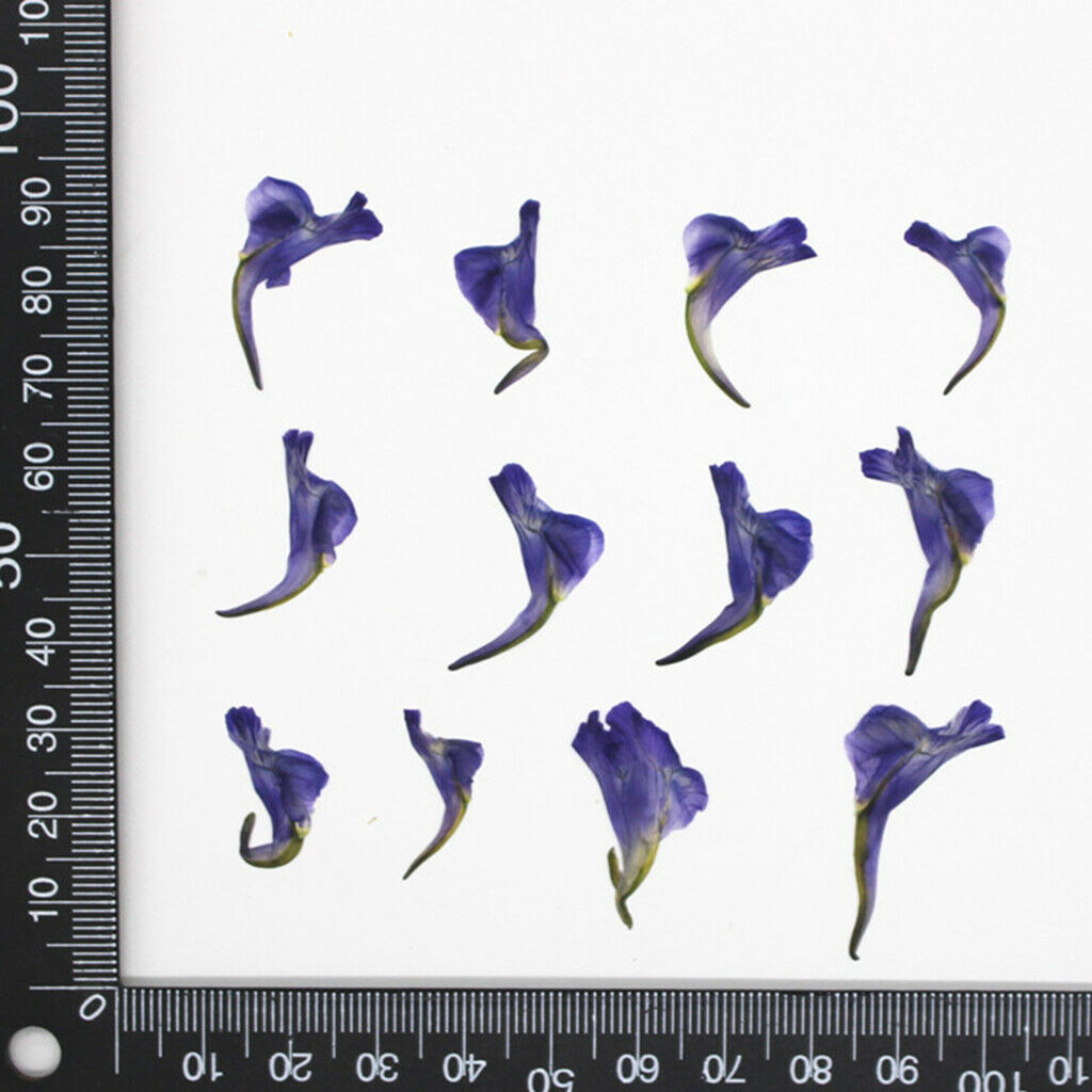 12 Pieces Of Real Dried Leaves Handmade Pressed Flower Dried Flowers For