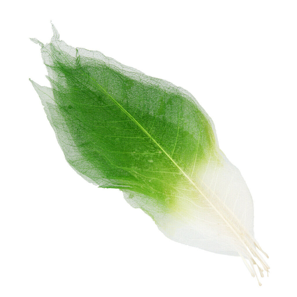 100Pieces Natural Magnolia Skeleton Leaf Leaves