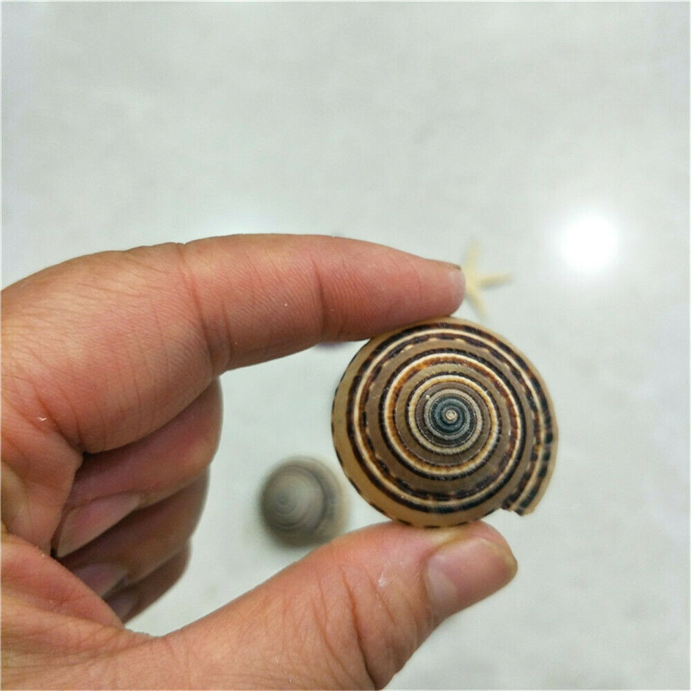 4pcs Natural Spiral Seashell Striped Shell Conch Aquarium Nautical Decor 35-40mm