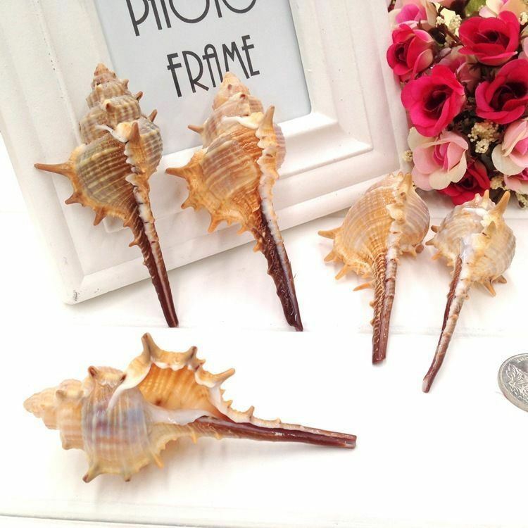 5 pcs Seashell Spiral Shell Conch Ornament Murex Troscheli Nautical Decor 6-10cm