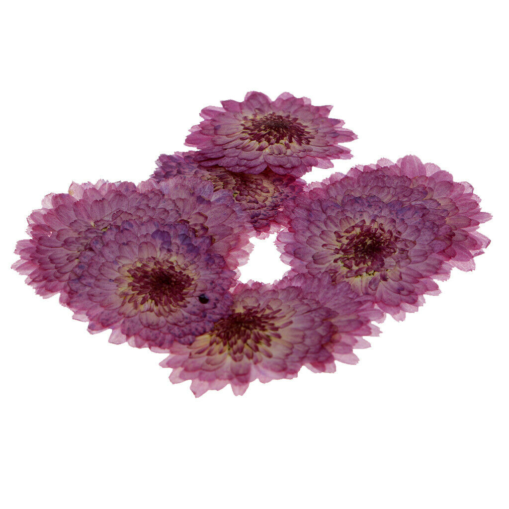 Pressed Daisy Flower Natural Dried Real Blossom DIY Craft Handmade Gifts