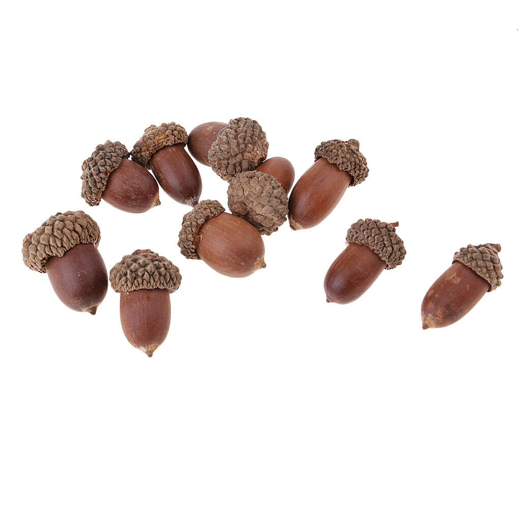 10x Real Acorn Premium Rubber Chestnut Wreath DIY Embellishments Decors