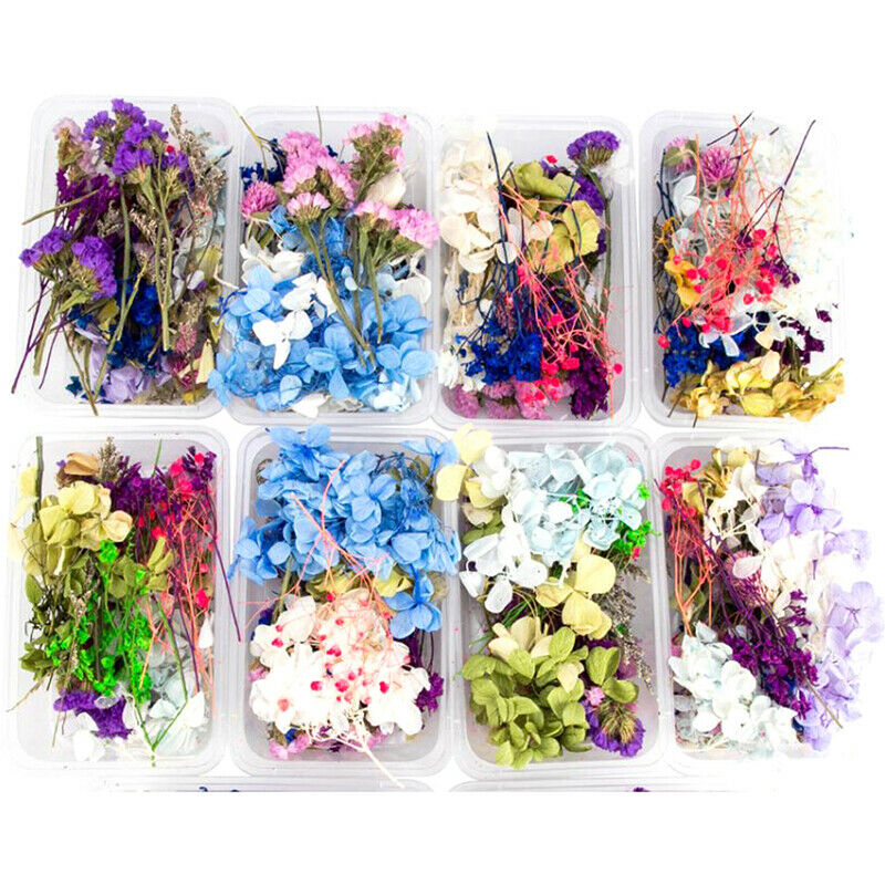Random 1 Box Natural Dried Flower Dry Plants Real Flowers DIY Craft Acces.l8