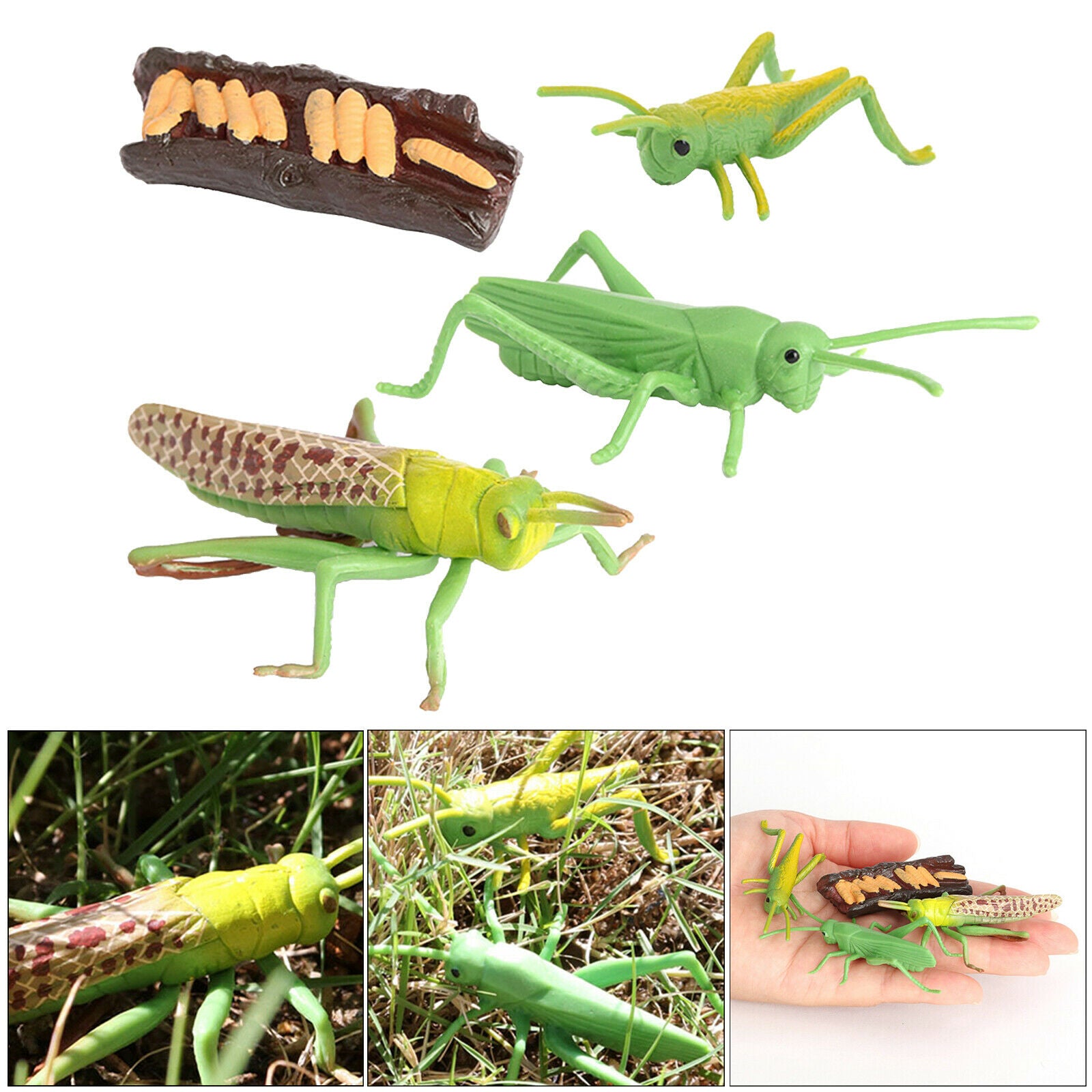 Plastic Nature Grasshopper Growth Figures Kids Child Learning Cognitive Toys