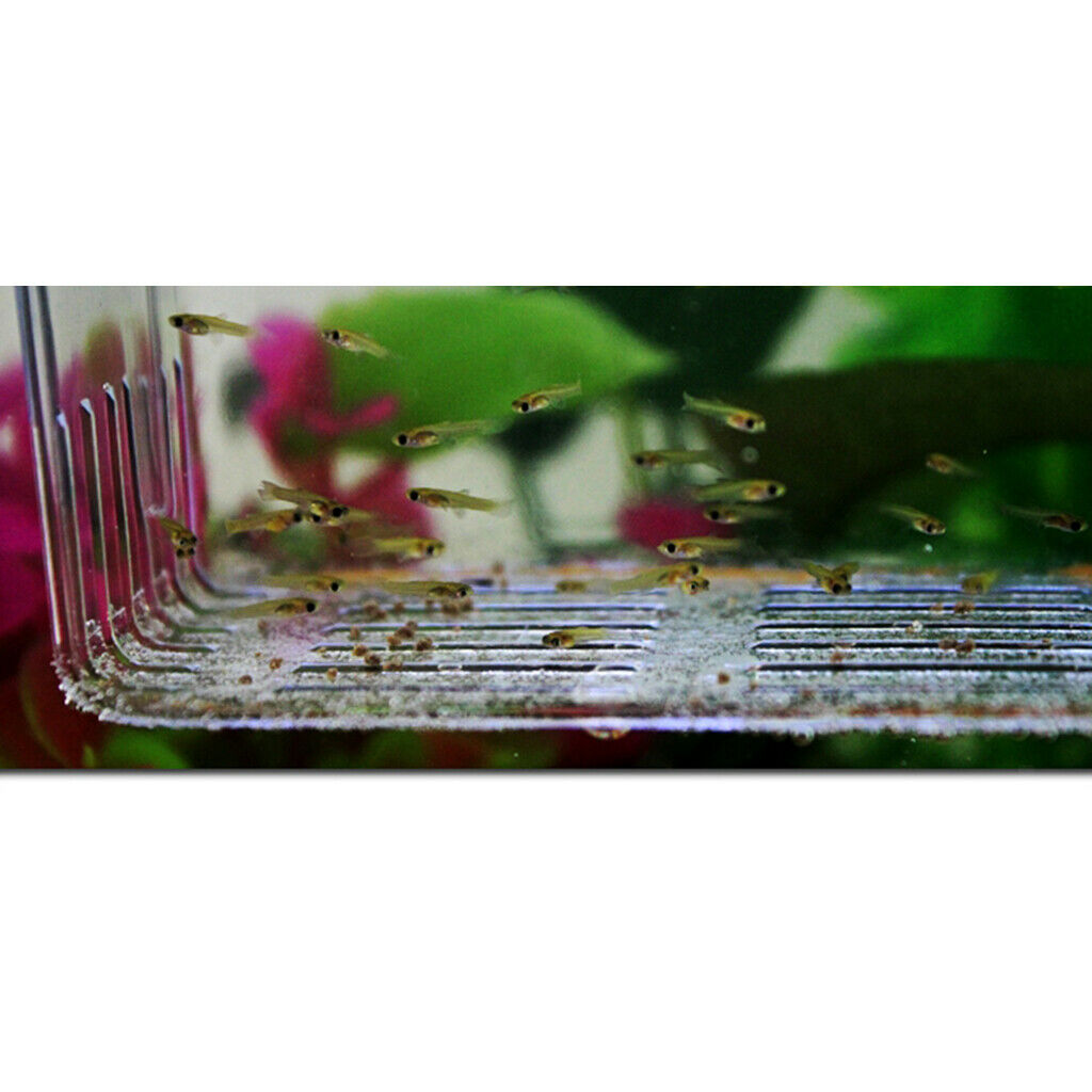 100Pcs Valves and A Clear Fish Hatchery Box Floating Aquarium Incubator with 2