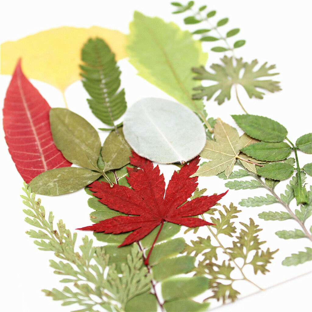 15Pcs Natural Fern Leaves Pressed Press Dried Flower Real Dried Flower Plant
