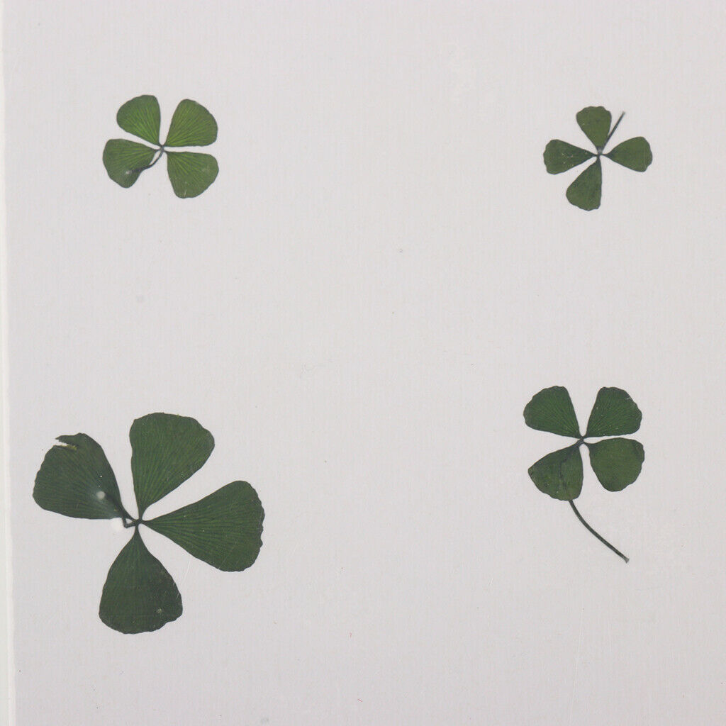 12Pcs Natrual Dried Flowers Leaves Embellishments Crafts for Phone Case