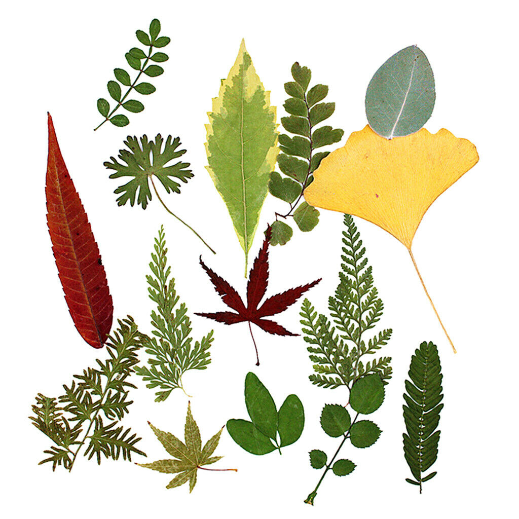 15Pc Natural Press Ferns Leaves Pressed Real Dried Flowers Dry Leaves for DIY