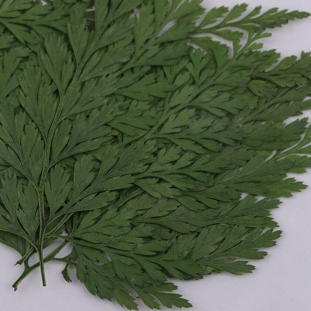 12 Pieces Natural Press Fern Leaves Pressed Real Dried Flower Dry Leaves for DIY