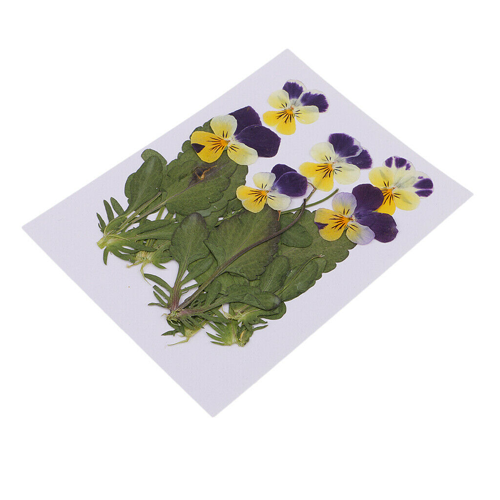 6 Pieces Natural Real Pressed Pansy Flower Dried Flower Floral Embellishments