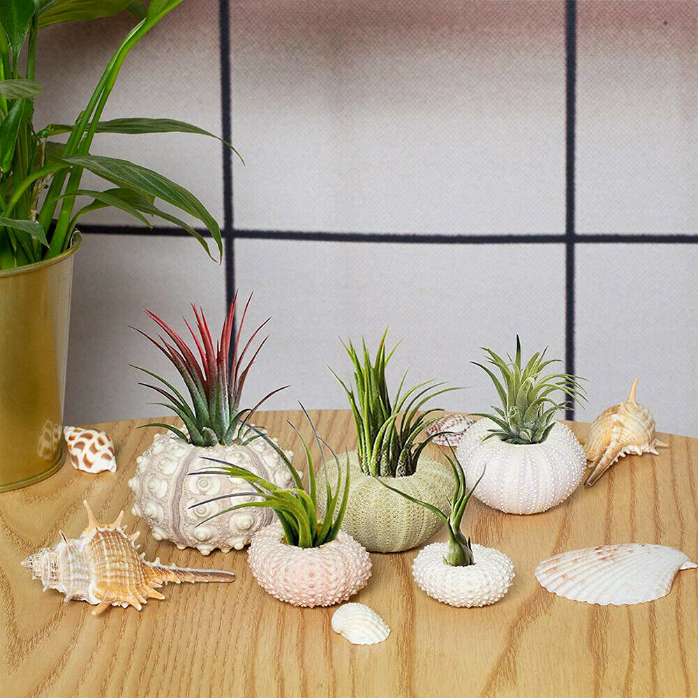 5PCS Mini Sea Urchin Shell Hanging Pot Air Plant Holder Bonsai Home Yard Decor