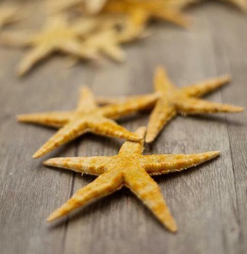 125+ TINY TAN FLAT WEDDING STARFISH SEASHELL # TTSF-125