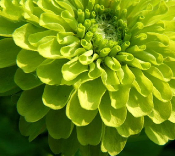 50 PCS Seeds Zinnia Dahlia Giant Lime Queen Elegans Envy Green Amazing Fliowers