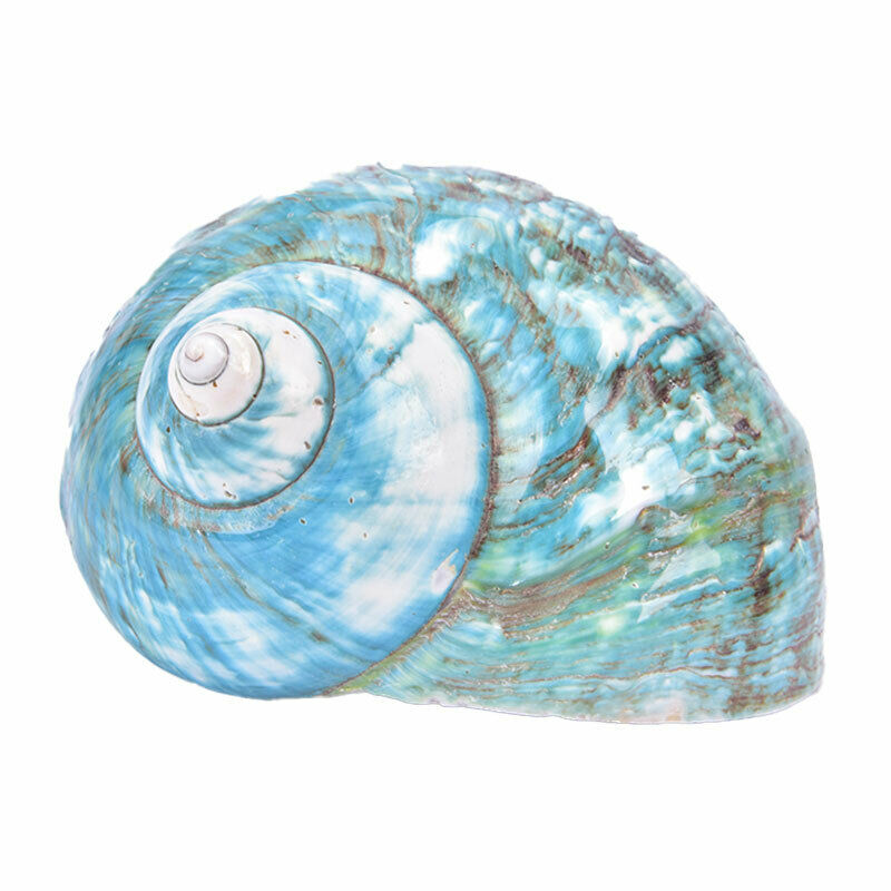 Natural Shell Sea Conch Snail Fish Tank Aquarium Decorations Roll Shellfish