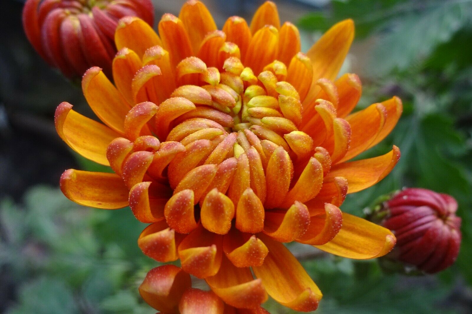 50 PCS Flowers Seeds Korean Orange Chrysanthemum Perennial Plant Home Garden