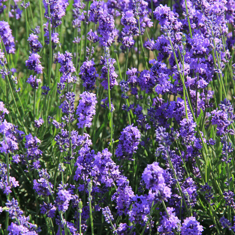 Natural Dried Lavender Bud Flower Sachet Bag Filling Car Room Air Refresh.l8