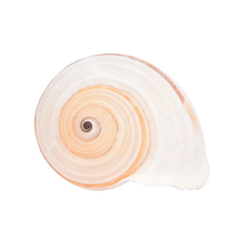 1pc Natural Striped Shell Conch Coral Sea Snail Ornament Landscape DecoratioFCA