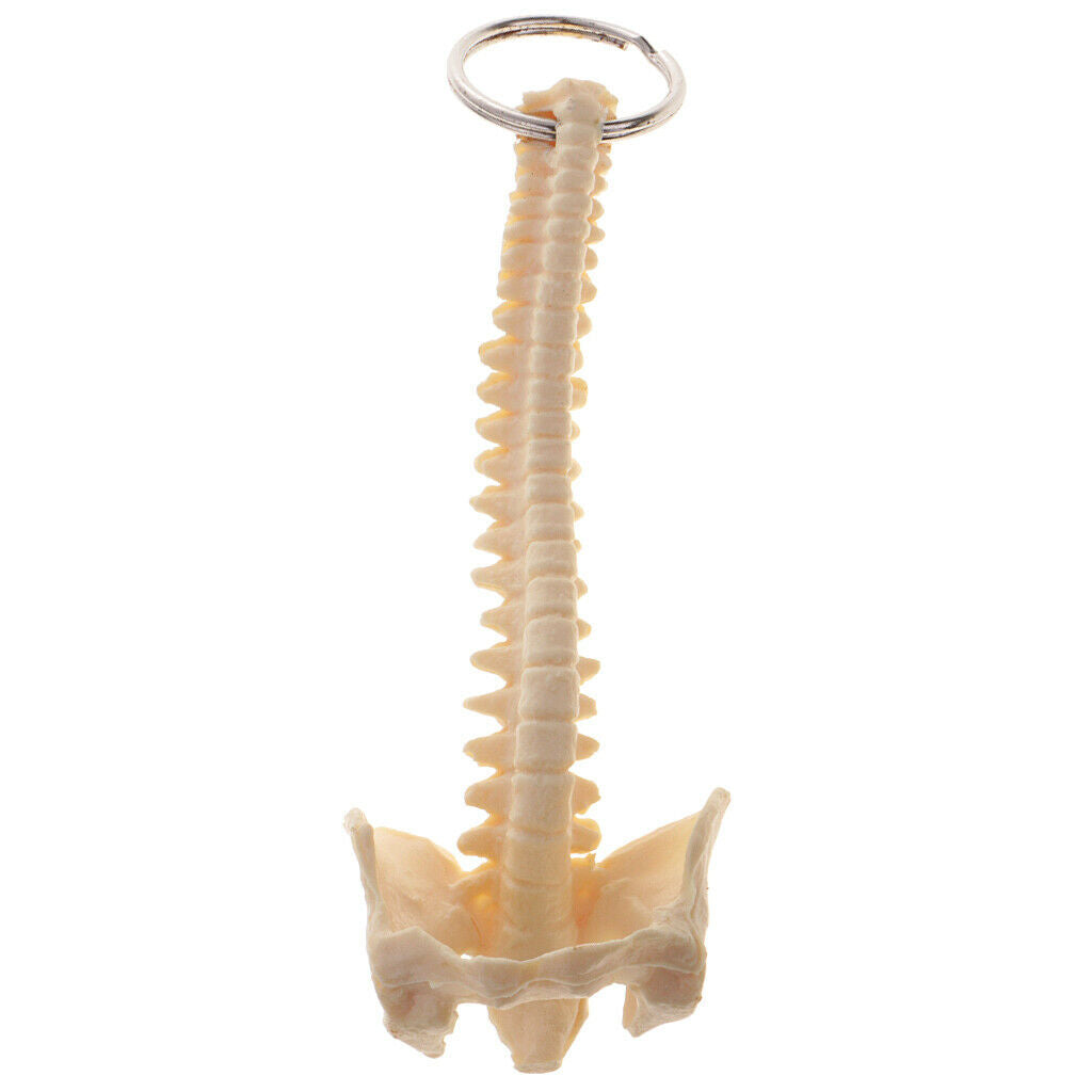 Novelty Handmade Spinal Backbone Skeleton Keychain Keyring Accessories