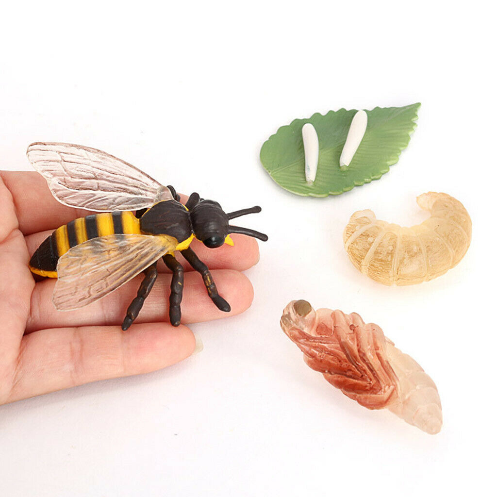 Lifelike Nature Insects Growth Life Cycle Kids Learning Toys Teaching Aids