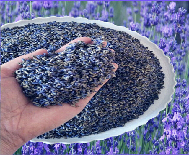 Lavender Bulk Buds Dried Flowers Blooms Florals for Dried Granular Fill 1oz