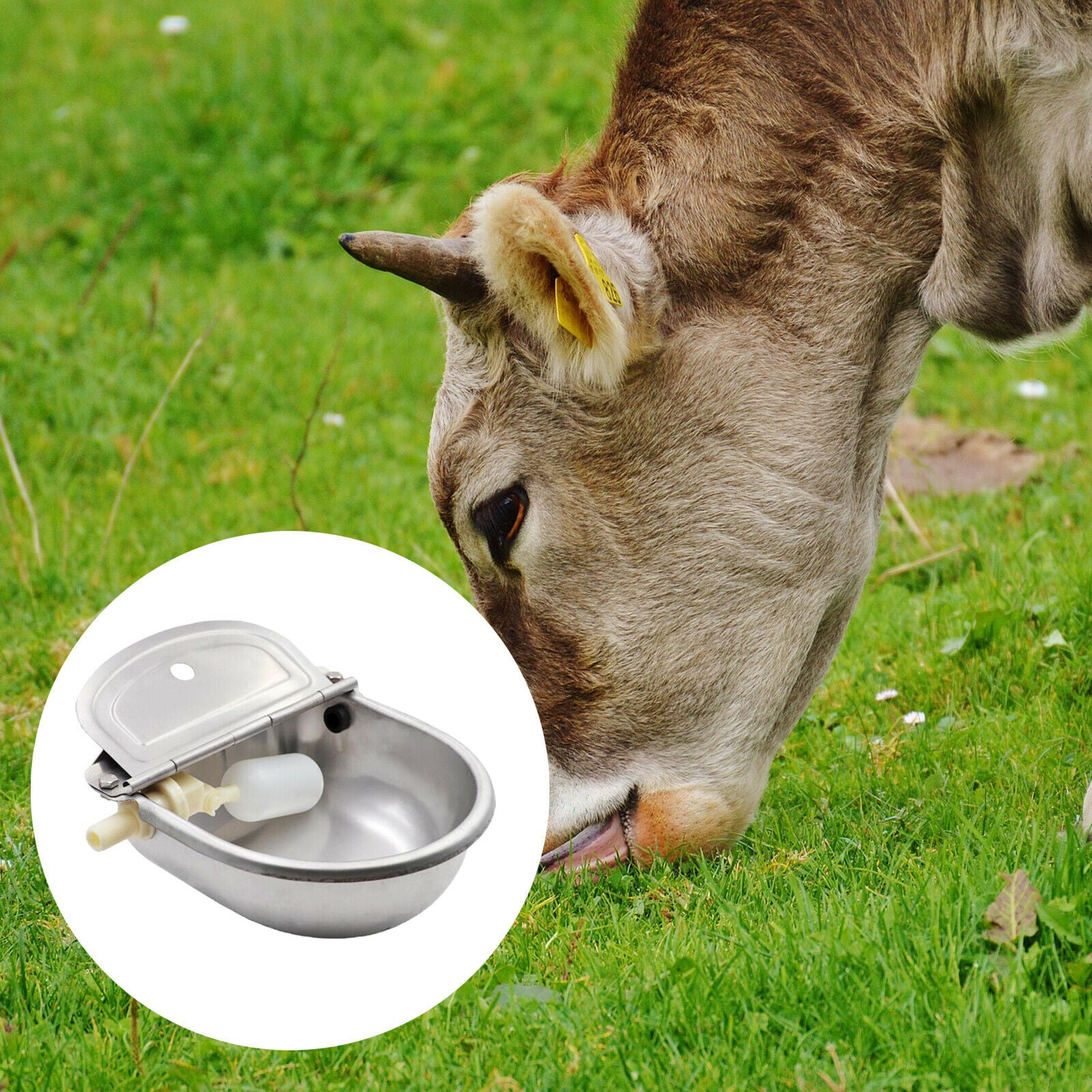 Automatic Stock Feeder Trough Bowl Dispenser Waterer Drinking Waterer